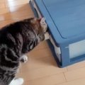 『猫がいつも勝手に入っているので不思議に思っていたら…』まさかすぎる入…