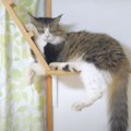 ついに見つけた！猫ちゃんのベストポジション！