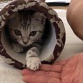 ストレスフリー♡猫と人のちょうどいい距離感ってどの位？