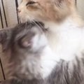 子猫がママ猫に全力で『大好きアピール』した結果→見た目に『予想外の変化…
