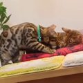 まだまだ子猫のように甘えるノアくん♪