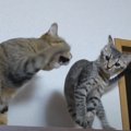 子猫が先輩猫にパンチされたら…まさかの『特殊すぎる避け方』が笑える…