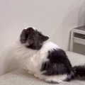 自分で登れるのに『抱っこしてぇ』と甘えてくる猫→抱っこしてあげないと……