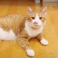 目の色変わる！ご褒美のおやつに猫ちゃん大歓喜♡