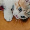 マットの上で寝転がっていた子猫→可愛すぎる『あんよ』に１万いいねの…