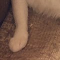 椅子の上でのんびりと過ごしていたおじさん猫…『まさかのポーズ』に3万200…