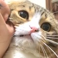 猫が『ママに猫吸いされた』結果…まさかの返しが愛おしすぎると166万…