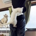 子猫2匹に何度も抱きつかれた結果…大変なことになるもほっこりしちゃ…