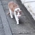道端で出会った『ガリガリの野良猫』→保護されると…幸せいっぱいな『現在…