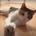 真剣な顔が可愛い♡猫ちゃんとの綱引き勝負！