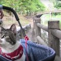 久々のお散歩に猫ちゃんもドキドキ♪大量の鯉と忍び寄る鳩！