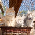 猫との出会い方、5つの方法　運命の子とはどこで会える？