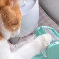 食べ物が1粒ずつ出てくるおもちゃに…猫が見せた『まさかの動き』が可…