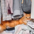 猫が飼い主の『洋服の上』で寝る理由5つ　わざわざ乗りたがる心理から抜け…