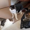 久しぶりに会った親子猫たち…衝撃的な再会の瞬間にご注目！