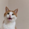 猫が飼い主を呼んでいるサイン4つ！それぞれの求めていることとは