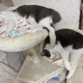 猫にとって『最高！』の住宅環境とは？ポイント５つ