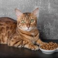 『避けた方がいいキャットフード』の特徴3つ　与えてしまうとどうなる…