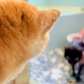 汚れてしまった黒猫をお風呂に入れた結果→柴犬が駆けつけて…心配で見…