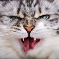 猫が絶対許せない飼い主の『悪事』5つ