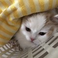 猫が洗濯物の上に乗る理由4つ