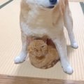 新入り保護猫がトイレを失敗→同じ家に住む犬猫たちが…信じられない『…