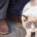 猫がいきなり『甘えなくなる』ときに疑われる原因4選　心身に異常があるか…