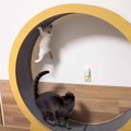 先住猫たちが『新入り子猫』と全力で遊んであげたら…想像以上の『熱烈歓迎…