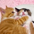 お姉ちゃんと遊びたい弟猫『構ってアピール』がエスカレートして…尊すぎる…