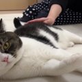 ママのお友達に猫を好きになってもらおう♡遊びに来たお客さんに接待す…