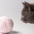 猫が毛糸玉を好む３つの理由