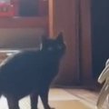 少し離れた場所からチラチラと見てくる黒猫→『おいで』と声をかけると…