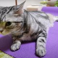 その場所貰った！猫ちゃんの隙を見て奪う戦略