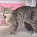 ケージの下に何かが…なかなか取れなくてサイレントニャーする猫ちゃん