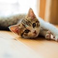 猫の飼い方でしてはいけない『５つのタブー』