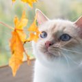 猫が『秋』になると変わる5つのこと　飼い主がしてあげるべきこととは？