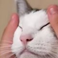 猫の顔をマッサージしていると、『手』が…あまりにも可愛すぎる『変化…