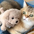 ５匹のネコに『動く犬のおもちゃ』を見せた結果→想像以上に『まるで人…