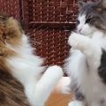 ふわふわ兄弟猫の『喧嘩の様子』を見ると…『可愛すぎるやり取り』に笑…