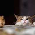 博物館の猫は「ロックスター並み」の人気者　来館者を歓迎し展示品を…