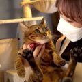 おうちに帰りたくない！？キャリーバッグに入らない猫ちゃんたち