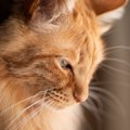 猫がなんだか『悲しそうに鳴いている』ときの3つの心理　本当に悲しい気持…