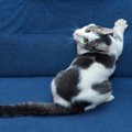 猫には逆効果になる『絶対にやってはいけないしつけ法』3選とその理由…