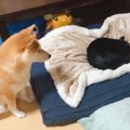 猫が『柴犬の寝床』を奪った結果…まさかの"哀愁漂う姿"に思…