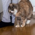 愛猫が飼い主さんにしている『挨拶』サイン4つ　よく見られるシーンも…