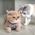 おっかなびっくり！子猫ちゃんのハーネス初体験レビュー