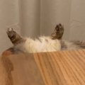 テーブルの陰から『足だけ出ていた猫』→近づいてみたら…凄すぎる『寝相』…