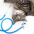 猫の命を奪っている『年代別の3大死因』とは？　年齢によって異なるリスク…