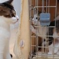 先住猫の元へ『2匹の保護子猫』がやってくると…まるで母親のような行…