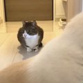 カミナリに怯える弟猫くんに、姉猫ちゃんが見せた優しさ…♡